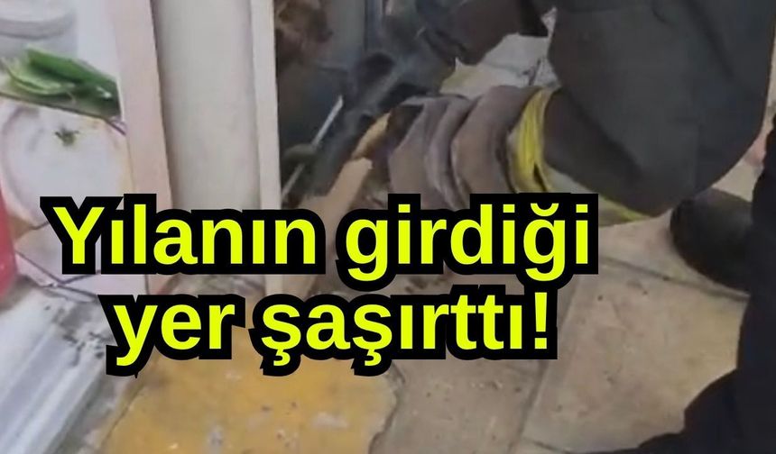 Yılanın girdiği yer şaşırttı! (Video)