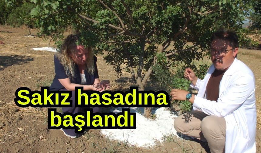 Sakız hasadına başlandı (Video)
