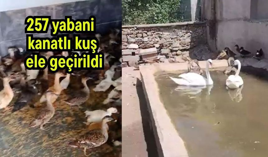 257 yabani kanatlı kuş ele geçirildi