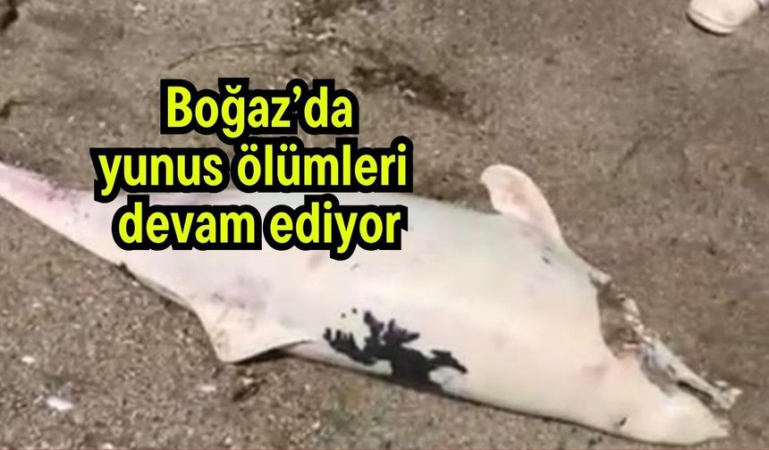 Boğaz’da yunus ölümleri devam ediyor (Video)
