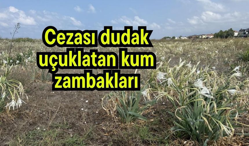 Cezası dudak uçuklatan kum zambakları (Video)
