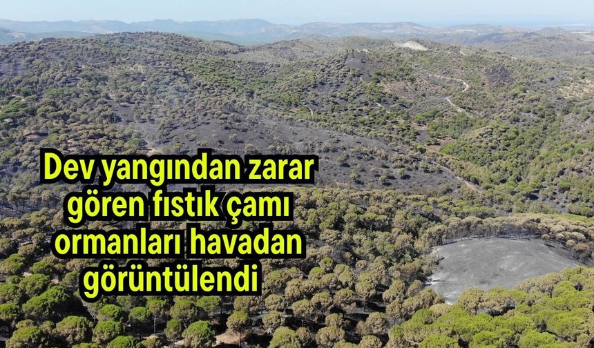Dev yangından zarar gören fıstık çamı ormanları havadan görüntülendi (Video)