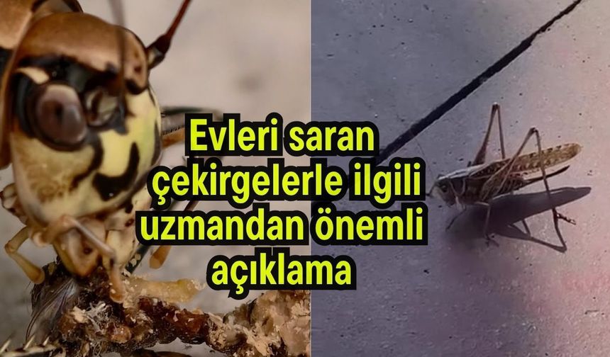Evleri saran çekirgelerle ilgili uzmandan önemli açıklama (Video)