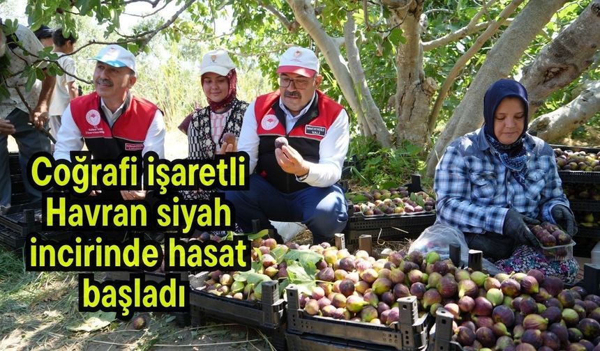 Coğrafi işaretli Havran siyah incirinde hasat başladı (Video)