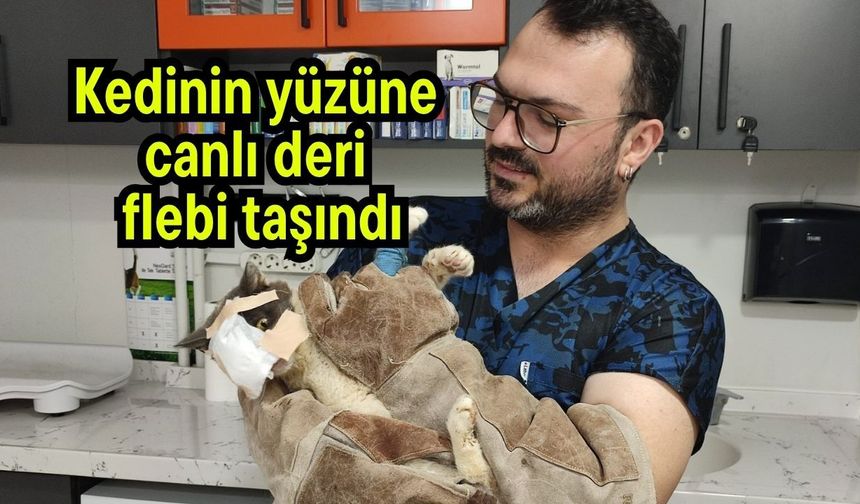 Kedinin yüzüne canlı deri flebi taşındı