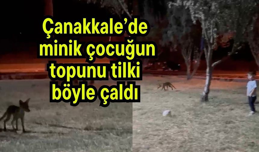 Çanakkale’de minik çocuğun topunu tilki böyle çaldı (Video)