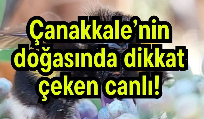 Çanakkale’nin doğasında dikkat çeken canlı!