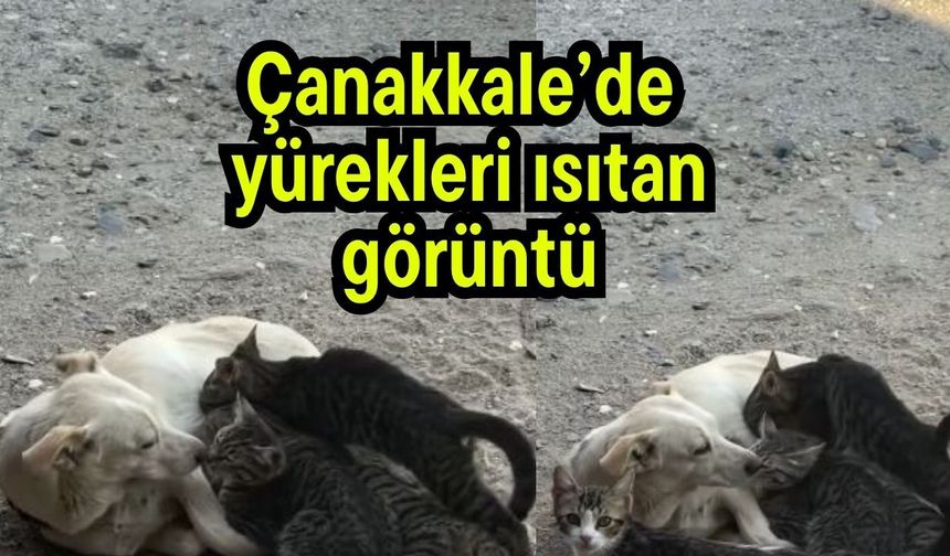 Çanakkale’de yürekleri ısıtan görüntü