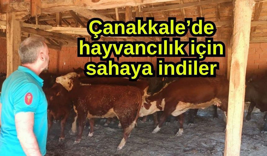 Çanakkale’de hayvancılık için sahaya indiler