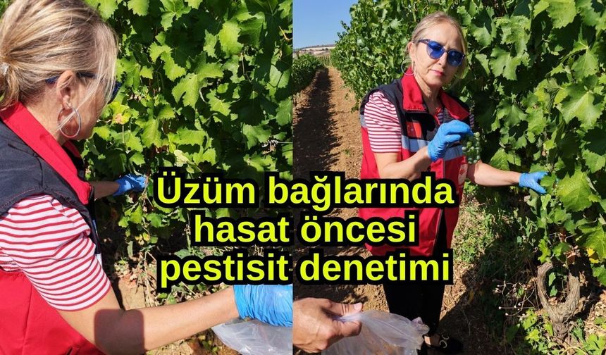 Üzüm bağlarında hasat öncesi pestisit denetimi