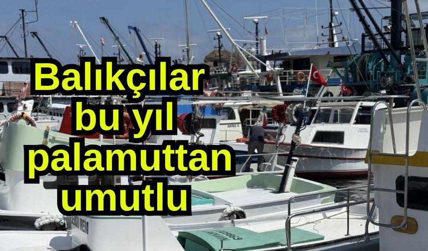 Balıkçılar bu yıl palamuttan umutlu (Video)