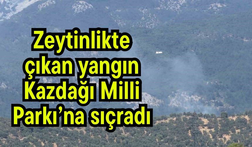Zeytinlikte çıkan yangın Kazdağı Milli Parkı’na sıçradı