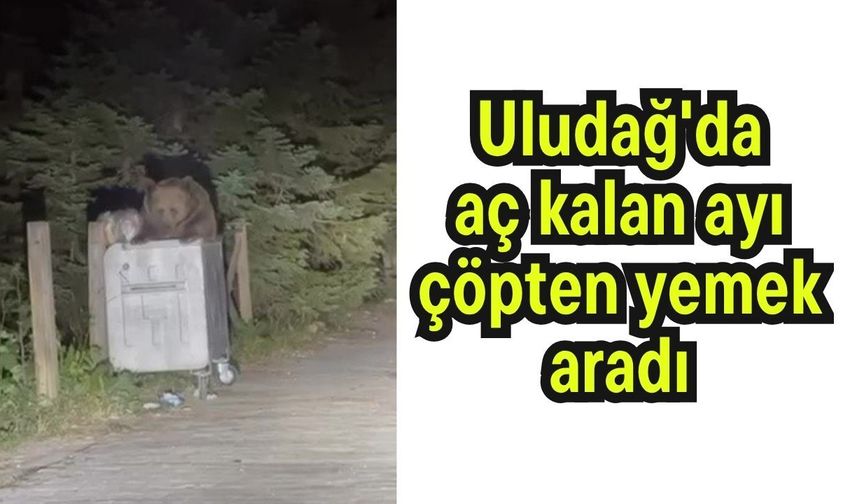 Uludağ'da aç kalan ayı çöpten yemek aradı (Video)