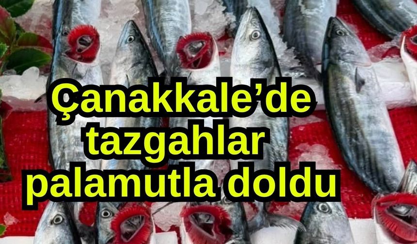 Çanakkale’de tazgahlar palamutla doldu