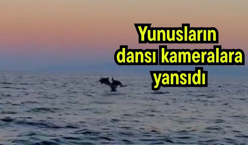Yunusların dansı kameralara yansıdı (Video)