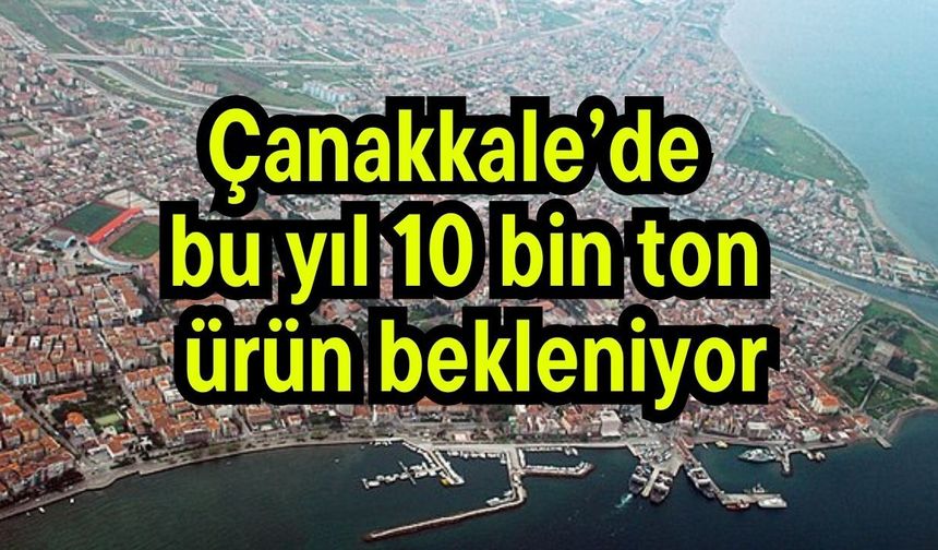 Çanakkale’de bu yıl 10 bin ton  ürün bekleniyor (Video)
