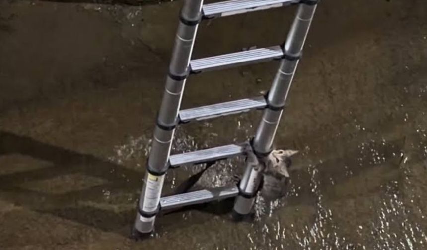 Zeki kedi itfaiyeye iş bırakmadı (Video)