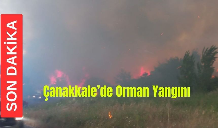 Son Dakika! Çanakkale'de orman yangını (Video)
