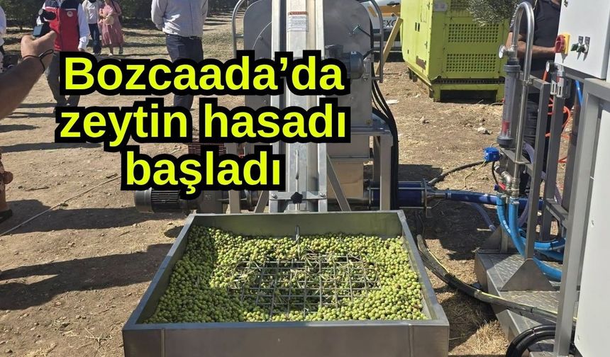 Bozcaada’da zeytin hasadı başladı