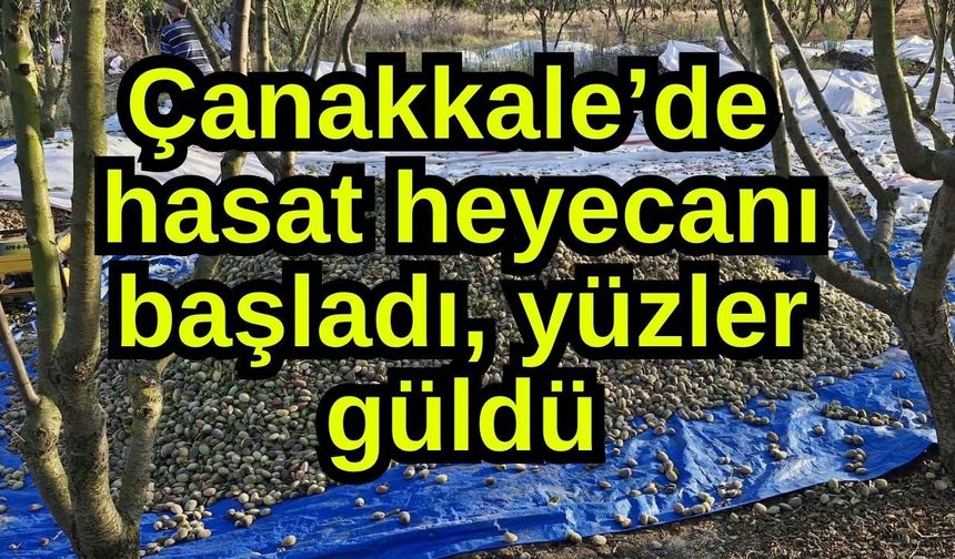 Çanakkale’de hasat heyecanı başladı, yüzler güldü