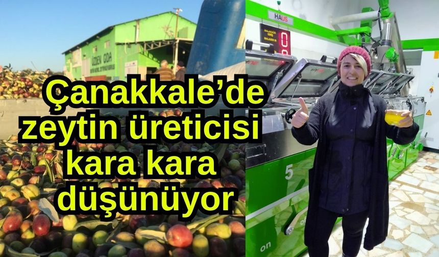 Çanakkale’de zeytin üreticisi kara kara düşünüyor (Video)