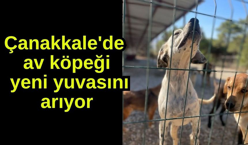Çanakkale'de av köpeği yeni yuvasını arıyor