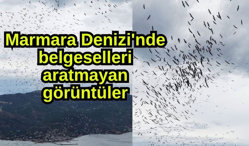 Marmara Denizi'nde belgeselleri aratmayan görüntüler (Video)