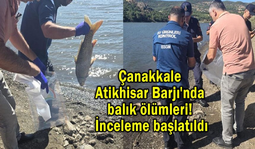 Çanakkale Atikhisar Barajı'nda balık ölümleri!