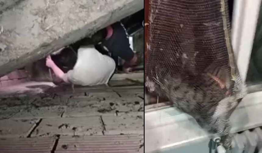 Çanakkale'de apartman boşluğuna düşen yavru kedi böyle kurtarıldı (Video)