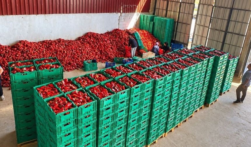 Kapya biberde bolluk fiyatları etkiliyor