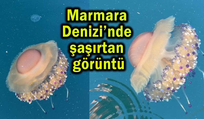 Marmara Denizi’nde şaşırtan görüntü (Video)