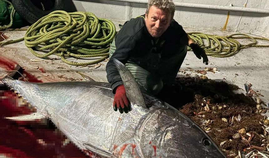 Saros Körfezi’nde 175 kiloluk orkinos yakaladı