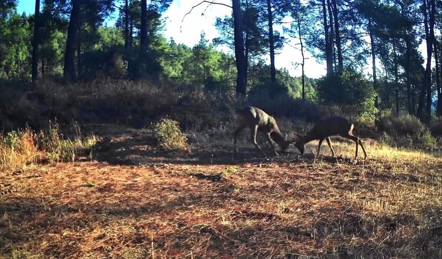 İki karacanın boynuz boynuza kavgası fotokapana yansıdı (Video)