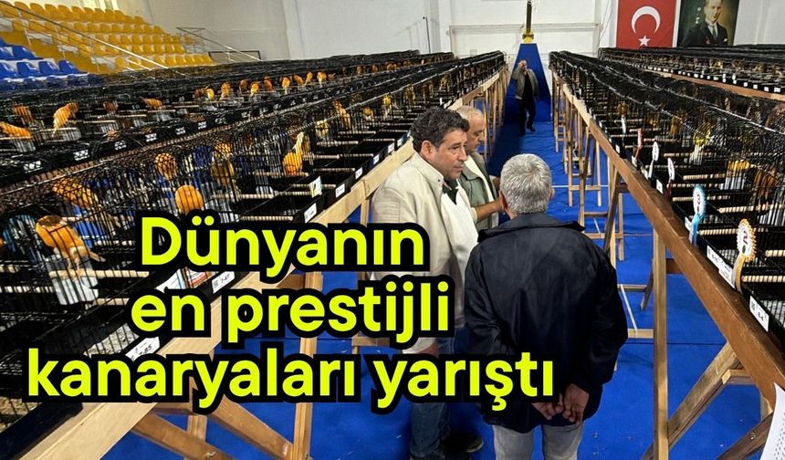Dünyanın en prestijli kanaryaları yarıştı