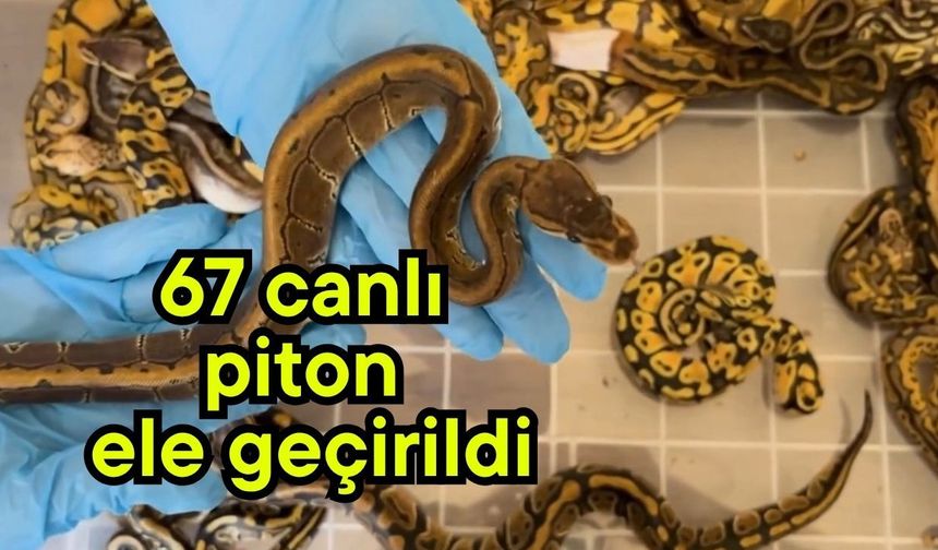 67 canlı piton ele geçirildi