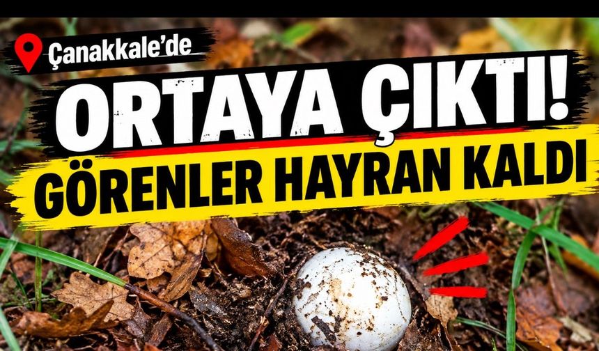 Çanakkale’de ortaya çıktı! Görenler hayran kaldı