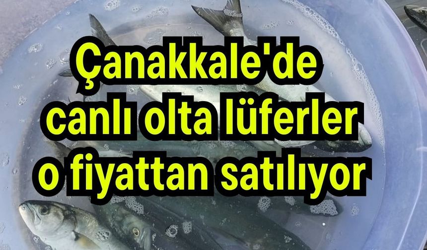 Çanakkale'de canlı olta lüferler o fiyattan satılıyor