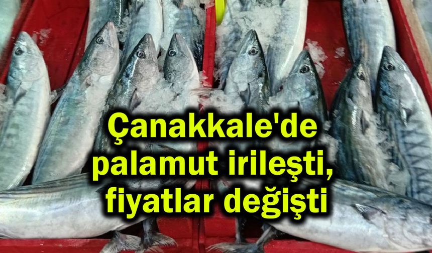 Çanakkale'de palamut irileşti, fiyatlar değişti