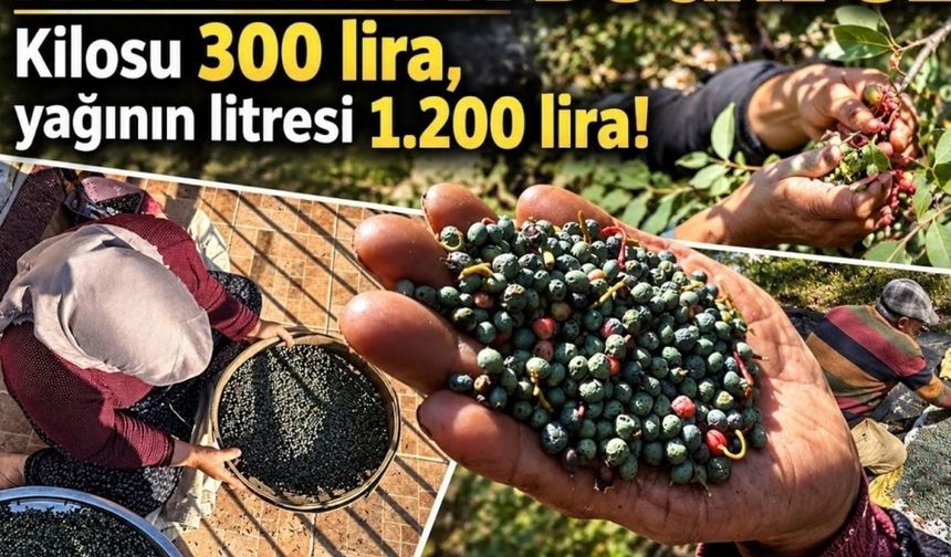 Kilosu 300, yağı 1200 lira (Video)
