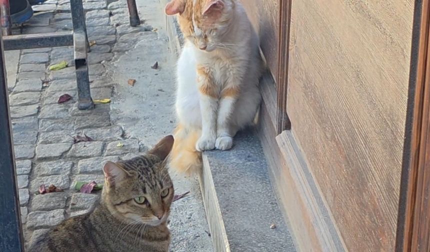 Bir kedi, fareyi diğer kediden korudu (Video)