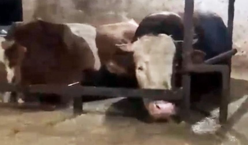 Sular altında kalan ahırdaki hayvanların bekleyişi kamerada (Video)