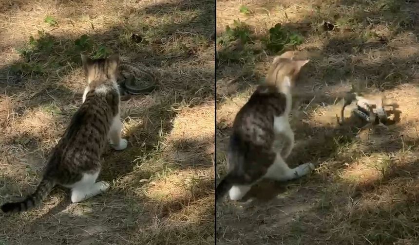 Kedi ile yılanın kavgası kamerada (Video)