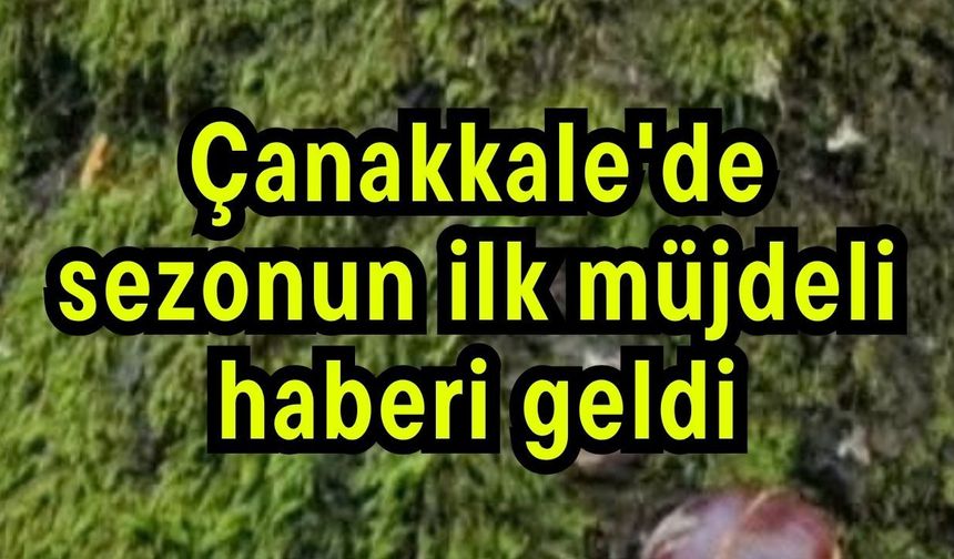 Çanakkale'de sezonun ilk müjdeli haberi geldi